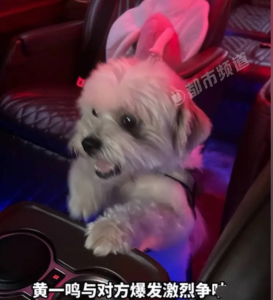 百万网红黄一鸣人设崩塌:前男友曝虐狗,思聪不认女